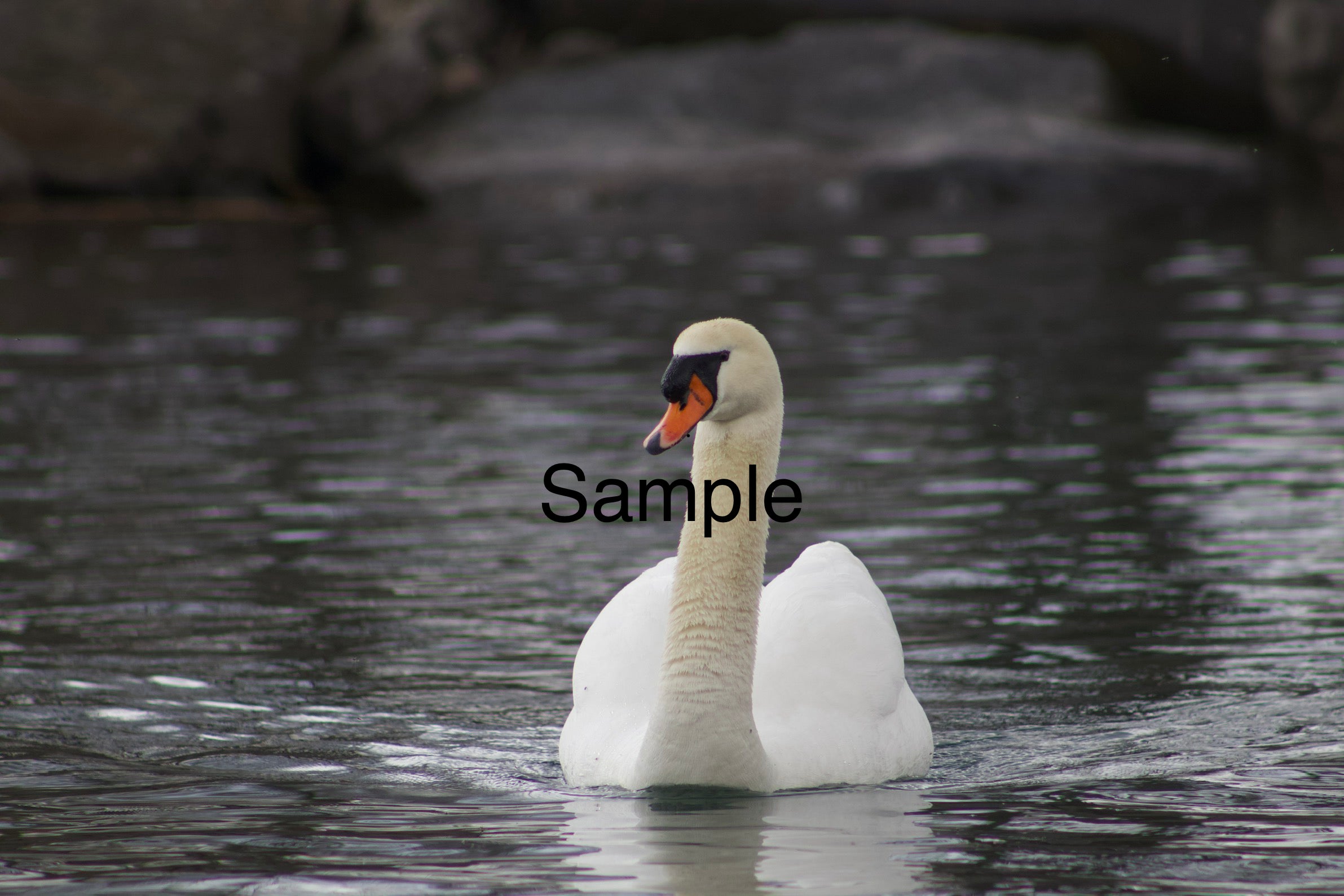 Swan Small Print